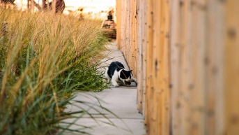 Gato de color blanco y negro cazando un roedor pequeño (Foto de Darragh Furey [Unplash])
