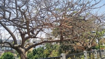 Imagen de árboles en un espacio verde de Lomas de Urdesa, norte de Guayaquil. (Zonal 5 del Ministerio de Ambiente)