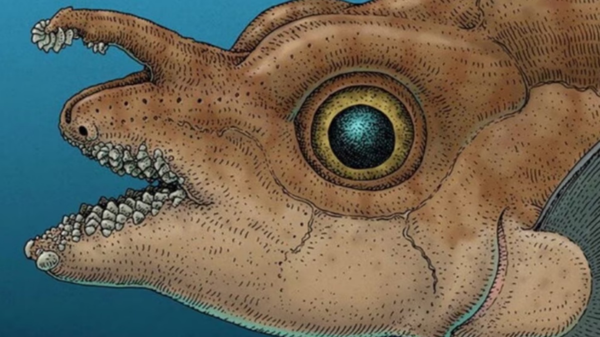 Ilustración de los dientes frontales en el pez rata moteado macho adulto. (RAY TROLL