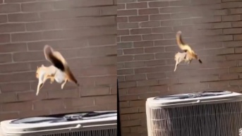 Ardilla que vuela (Internet)