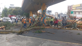 Imagen del árbol caído a la altura del intercambiador de las avenidas 10 de Agosto y Orellana. (Cortesía de ECU 911)