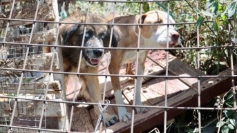 Imagen referencial de perros. (UBA)