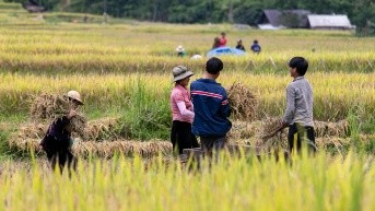 Bono raíces (Internet)