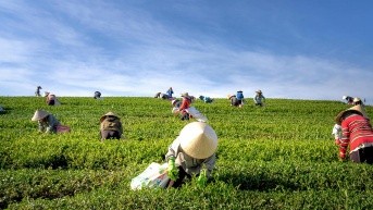 Agricultores (Internet)