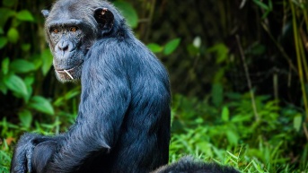 Foto referencial a Chimpancés. (Pixabay)