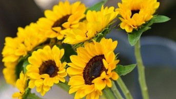 Flores amarillas (Internet)