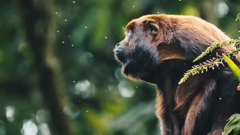 El refugio selvático que ha rehabilitado y liberado a más de 500 animales en Pastaza (Merazonia)