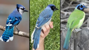 Un raro pájaro híbrido identificado en Texas (panel central) es el resultado del apareamiento entre un arrendajo azul macho (izquierda) y una arrendajo verde hembra (derecha). (UT AUSTIN - Europa Press)