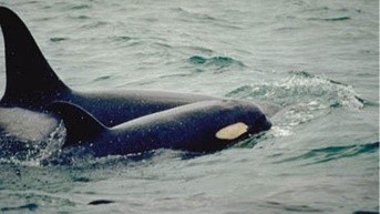 Alki, una orca en Estados Unidos vista cargando a su cría fallecida. (Foto: Internet.)
