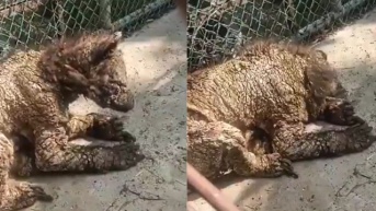 Osa en Monterrey, México (Internet)