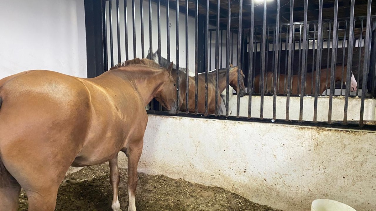 En uno de los solares, construido con cemento, techado, con cámaras y sistema de ventilación, las autoridades encontraron cinco caballos y un bar. (Ecuavisa)