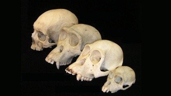 Representación de craneo (Internet)