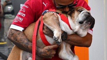 Lewis Hamilton y su recién fallecido perrito, Roscoe (Foto de Instagram - Fórmula 1)