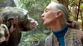 Imagen de archivo de Jane Goodall. (JENS SCHLUETER / AFP)