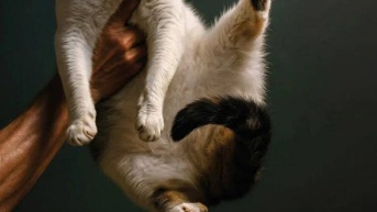 Rebeca, la gata coprotagonista de esta película. (RRSS)