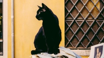 Imagen de archivo de un gato negro. (Unsplash)