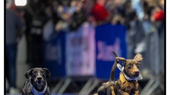 La carrea de perritos salchichas más grande del mundo (Foto de DogWorld DackelRace)