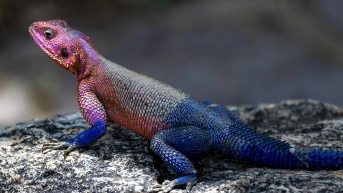 El lagarto versión Spiderman de la vida real (Pixabay)