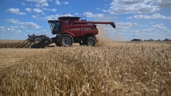 Fotografía de archivo del 19 de agosto de 2023 de una cosecha de trigo en la zona rural de Brasilia (Brasil). EFE/ Andre Borges ARCHIVO (Andre Borges / EFE)
