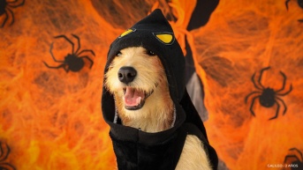 Más de 50 perros y gatos, entre cachorros y adultos, tendrán la oportunidad de encontrar un hogar definitivo. (Cortesía del Municipio de Quito)