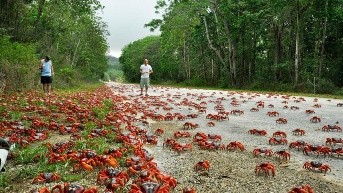 Turistas y personas locales pueden observar la migración de cangrejos rojos con indicaciones y precauciones. (Parque Nacional Isla Navidad.)