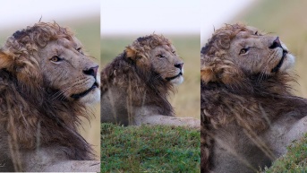 Imágenes de la melena ondulada de Nzuri. (RRSS)