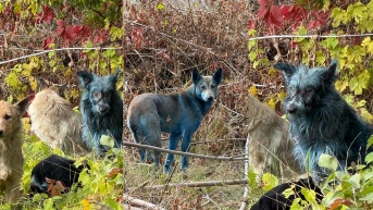 La fundación Dogs of Chernobyl difunió las fotos de los perros de pelaje azules en sus páginas oficiales. (RRSS)