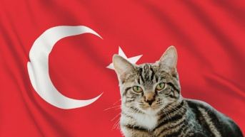 Hombre deberá pasar manutención a su exmujer por gatos (Composición por Ecuavisa)