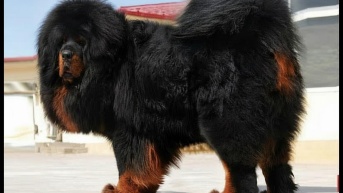 Así se ve el gigante Dogo del Tíbet, también llamado Mastin Tibetano (Web)