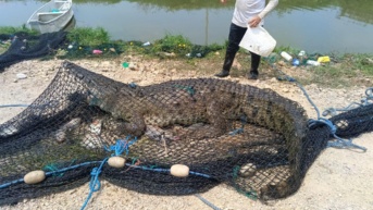 Un cocodrilo fue rescatado dentro de una camaronera de Durán. La Unidad de Policía de Medio Ambiente trasladará al reptil a su hábitat. (Cortesía)
