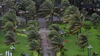 Los árboles vuelan tras la llegada del tifón Kalmaegi a tierra cerca de la playa de Quy Nhon en Vietnam (AFP)