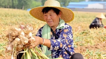 China es el país que lidera la producción mundial de ajo. (BBC News Mundo.)
