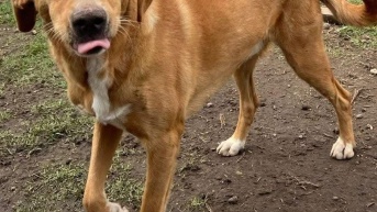 Teddy (Facebook: Fundación Lucky Bienestar Animal)