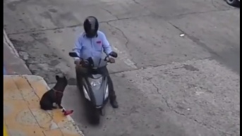 Motociclista le arrebata el juguete a un perrito en plena vía. (RRSS)