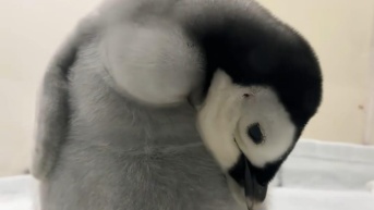 pingüino Emperador (Redes sociales)