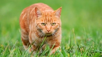 Gato naranja (Internet)