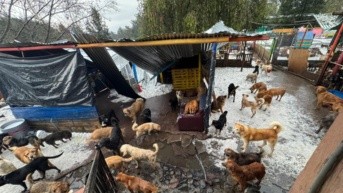 Refugio destrudio por las lluvias. (Fundación Lucky Bienestar Animal)