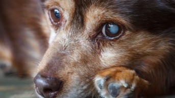 Foto referencial (Internet)