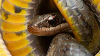 Las culebras pantaneras reales pueden sobrevivir a las toxinas de ranas venenosas. (Alamy)