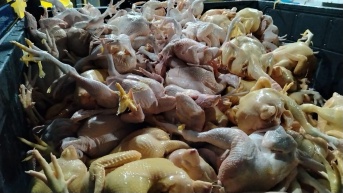 Los pollos que se encontraban al interior del establecimiento, en Calderón, norte de Quito. (Cortesía de AMC)