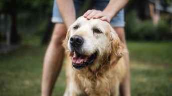 Golden retriever (Internet)