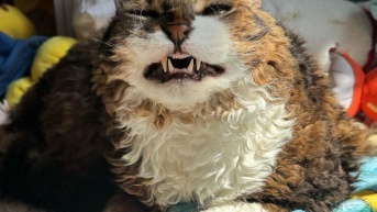 Jimmy (Redes Sociales)