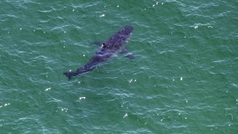 Imagen de archivo de un tiburón blanco. (Joseph Prezioso / AFP)