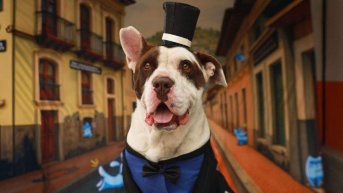 Este perrito se llama Toreto y busca una familia. (UBA)