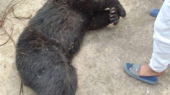 Oso andino presuntamente víctima de cacería ilegal. (Redes Sociales)