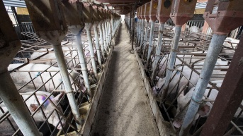 Cerdos en una granja porcina en Manacor, Mallorca. A principios de esta semana, España desplegó más de 100 efectivos del ejército para ayudar a contener un brote de peste porcina africana. (Foto: AFP)