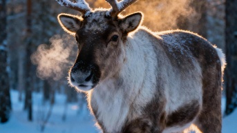Foto de un reno en el Ártico. (Freepik)