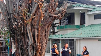 Imagen de la mutilación de árboles en la ciudadela Las Garzas, norte de Guayaquil. (Municipio de Guayaquil)