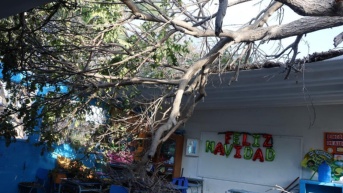 Imagen de un árbol caído en un colegio de Salinas, Santa Elena. (Redes sociales)