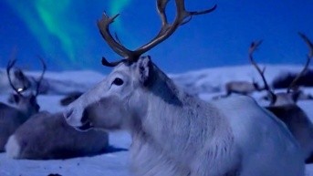 @eventyr- Fotografía de renos descansando bajo auroras boreales